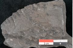 Foto (Detailansicht) von Cyclopteris sp.  (NHMW-GEO-2024-0188-10728)